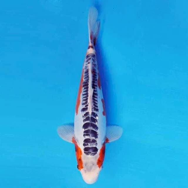 FURY 1 - SHUSUI ®