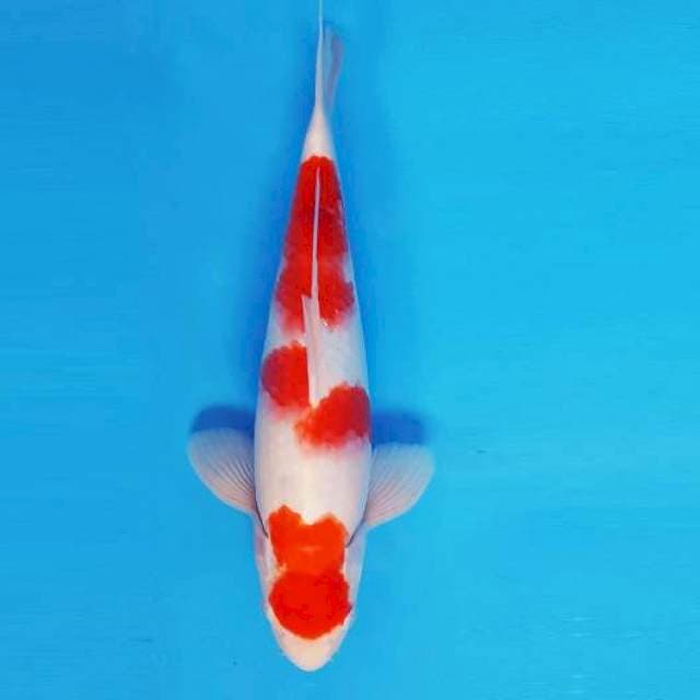 FURY 13 - KOHAKU ®