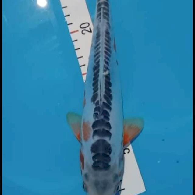 Hananl susui 30 cm