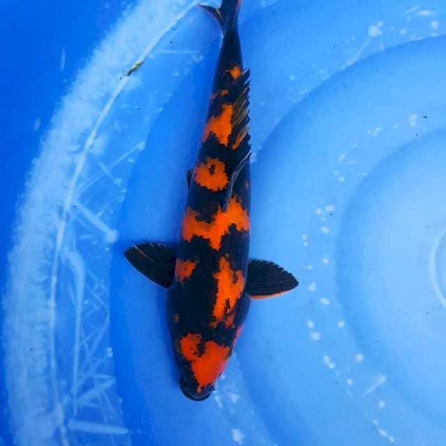 Hi Utsuri 42bu