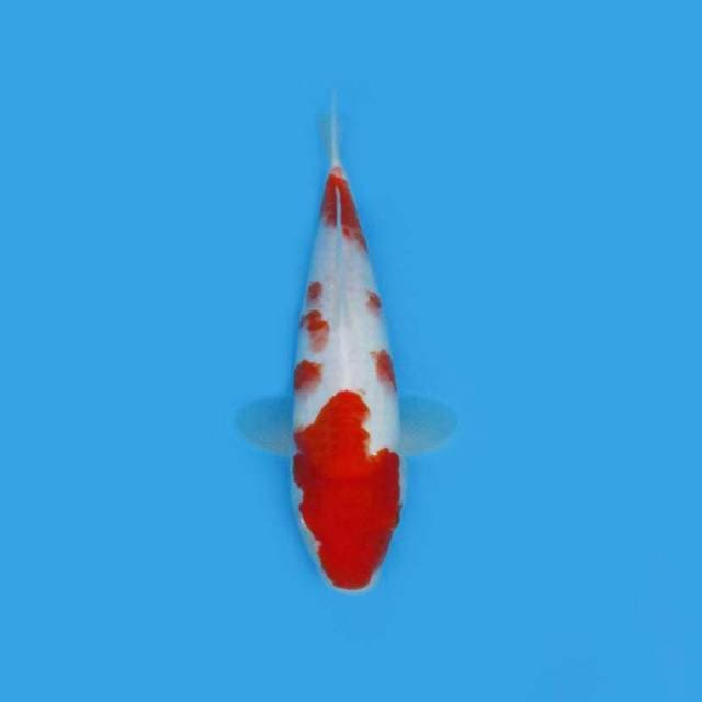 BKS ( KOHAKU 33 CM )