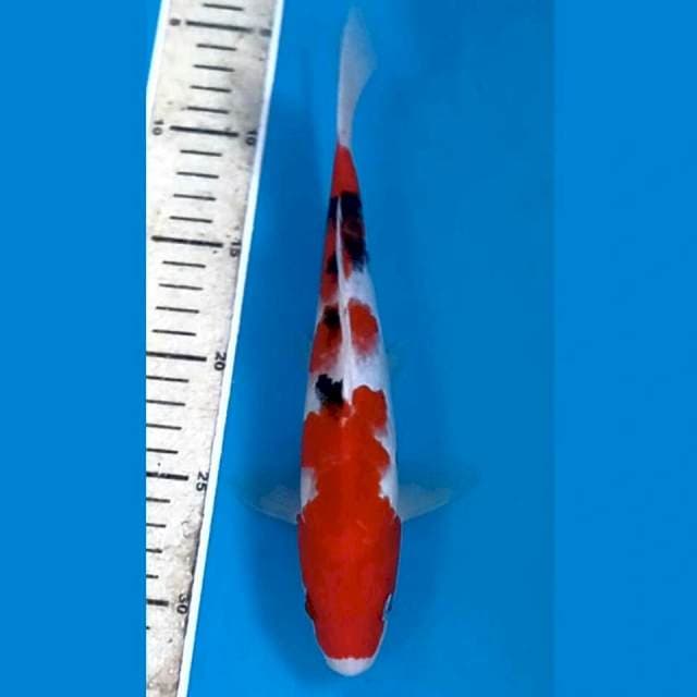 Sanke, 26 cm