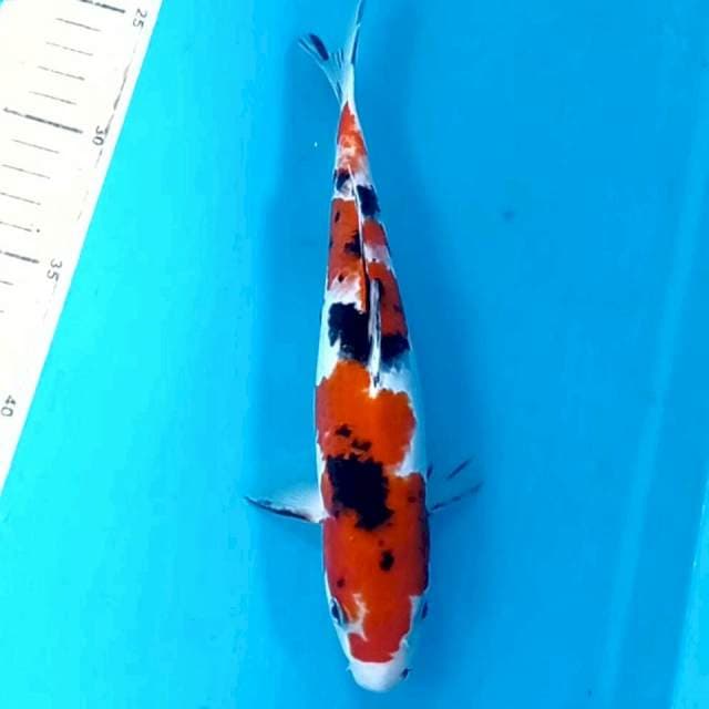 Sanke, 23 cm