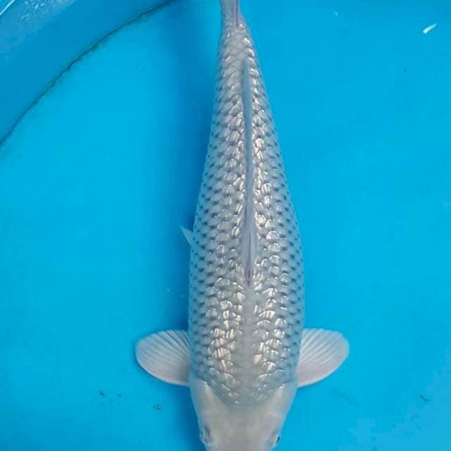 Soragoi 47CM PUNUK