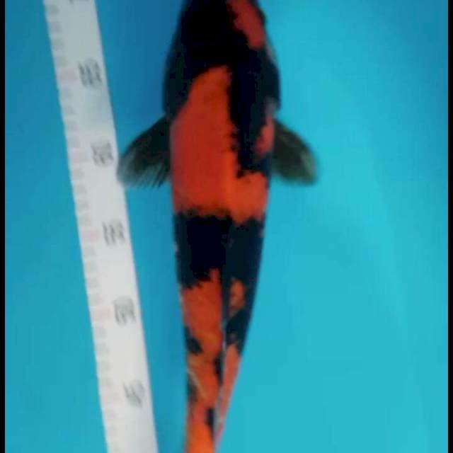 Hi showa 34 cm