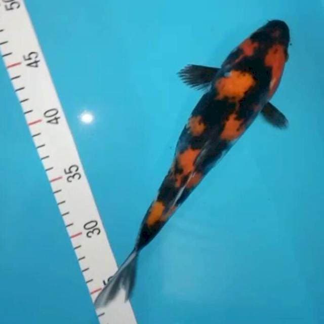 Hi showa 27 cm motogoro imbang bosku