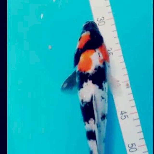 Showa 29 cm