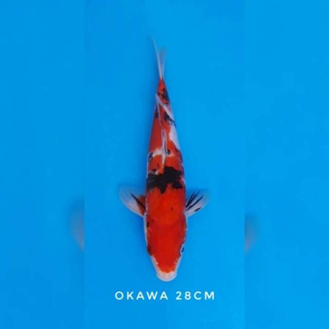 Sanke okawa import