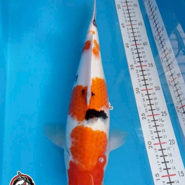 SANKE - 37CM - BETINA - KAISAR KOI BLITAR