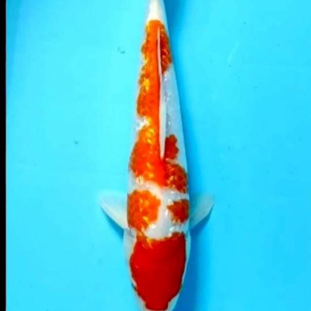 Kohaku original patern