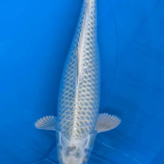 MUKASI 32cm