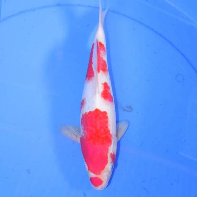 KOHAKU