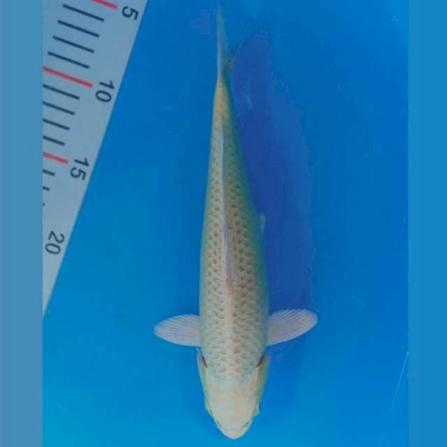kawarimono polos kuning 27cm