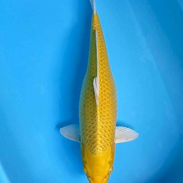 Yamabuki Ogon Jumbo Tosai 51,5 cm Bersih