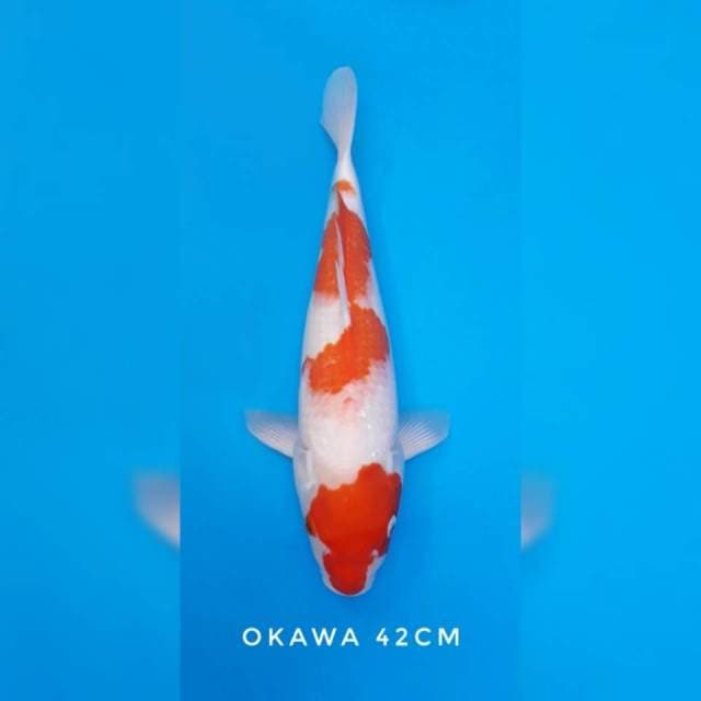 Kohaku okawa import