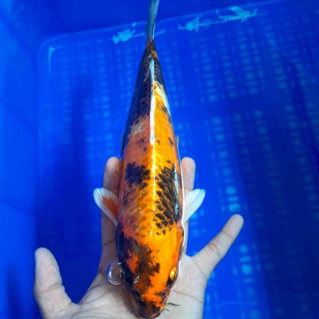 Kinshowa 28cm Tategoi Ori