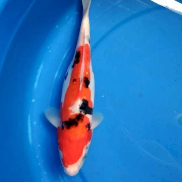 Sanke doitsu f 30 bu