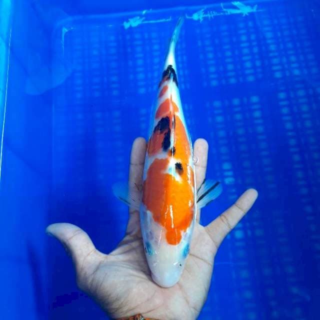 Sanke 26cm