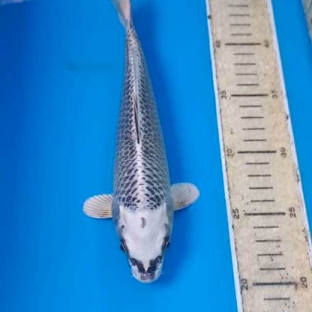Gin Matsuba 24cm Male