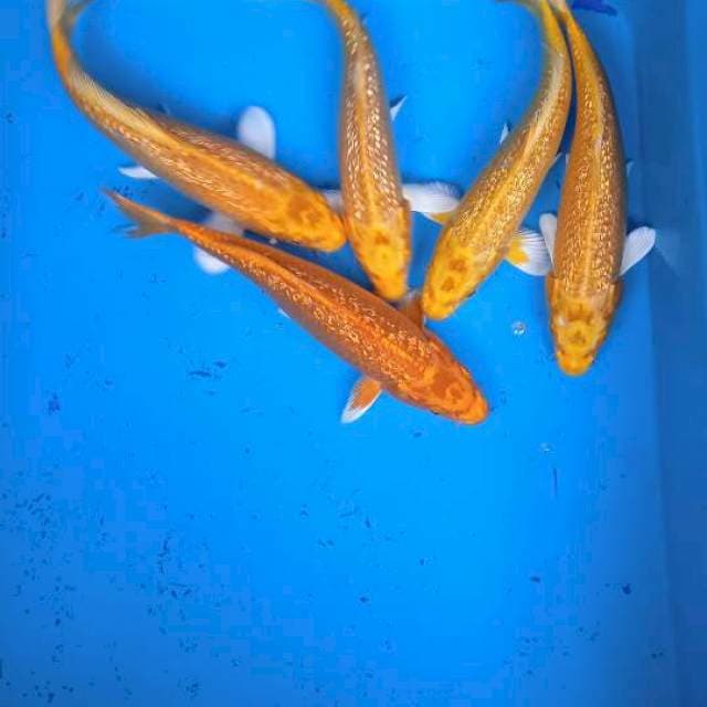 Yamabuki ogon full ginrin 20-25cm