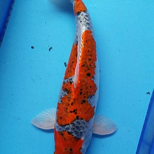 Goshiki 51cm