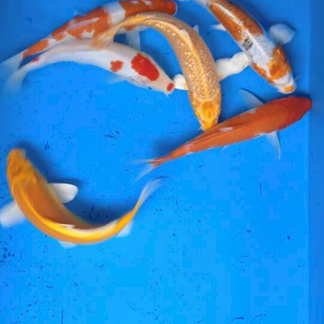 Mix koi 20-25cm