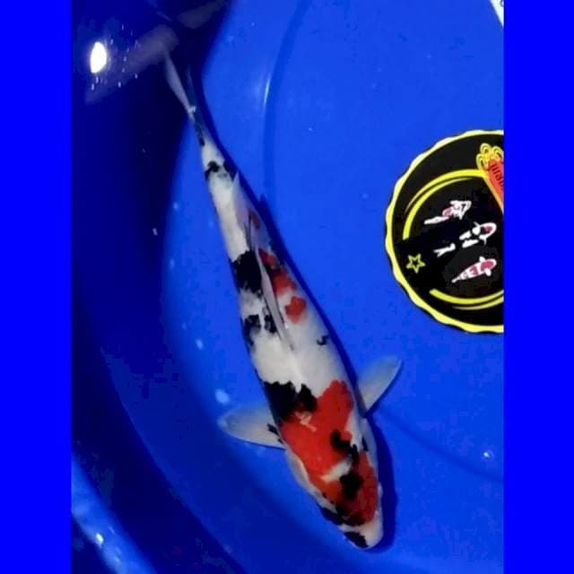 Showa 30cm jantan