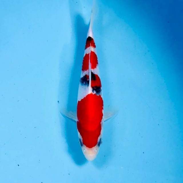 Sanke, 18 cm