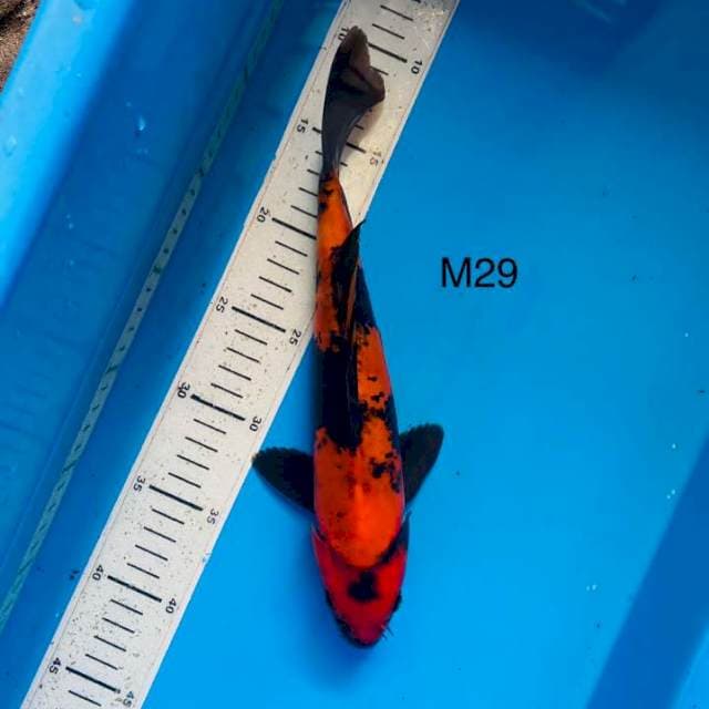NYM ~ hot doit utsuri ,29cm male