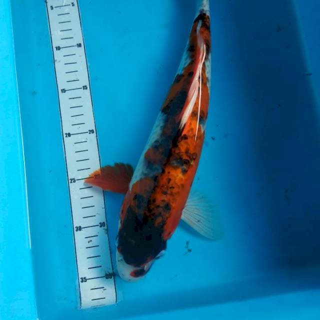 Gosiki 35cm