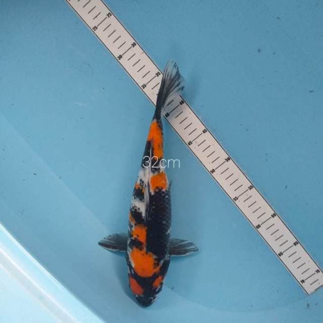 Showa 32cm