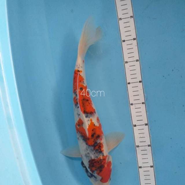 Ghosiki 40cm