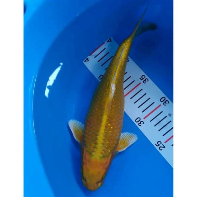 yamabuki ogon ginrin 30 cm