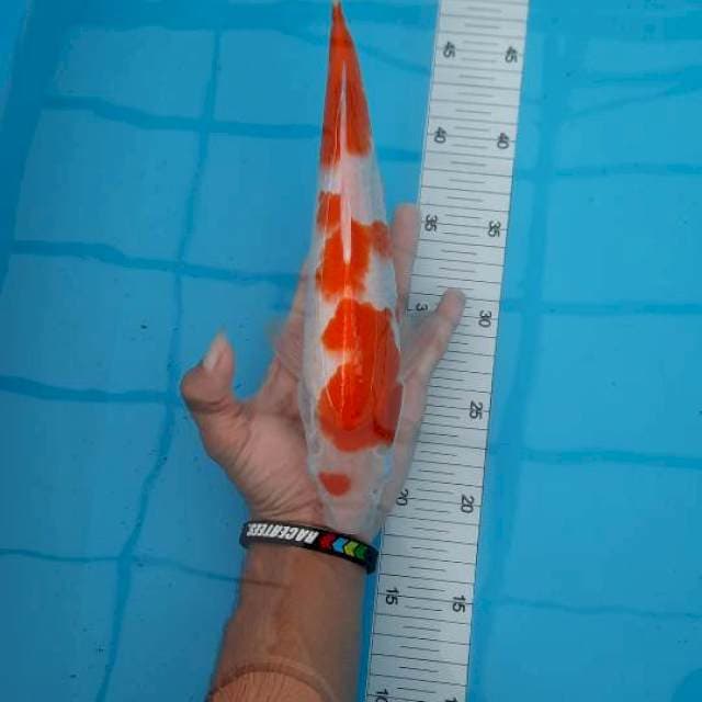Kohaku