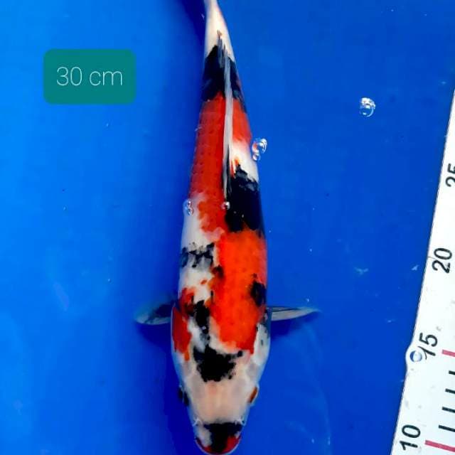 Showa 30 cm