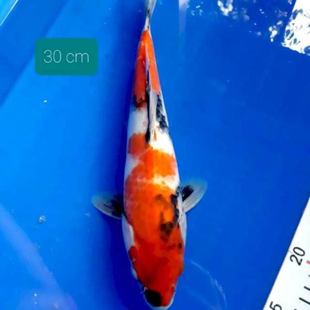 Showa 30 cm