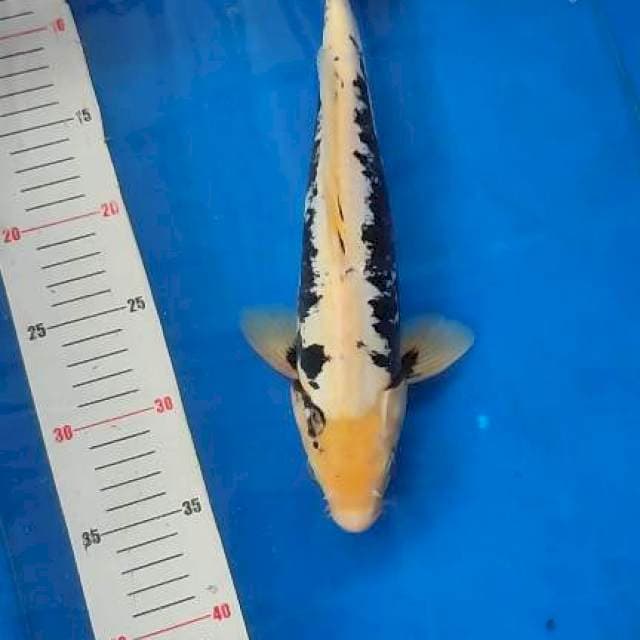 Kumonryu 32cm