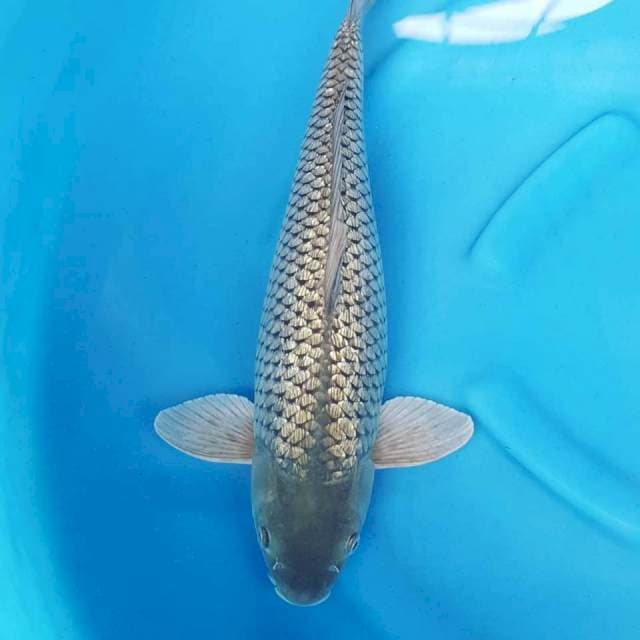Soragoi Ginrin 52CM