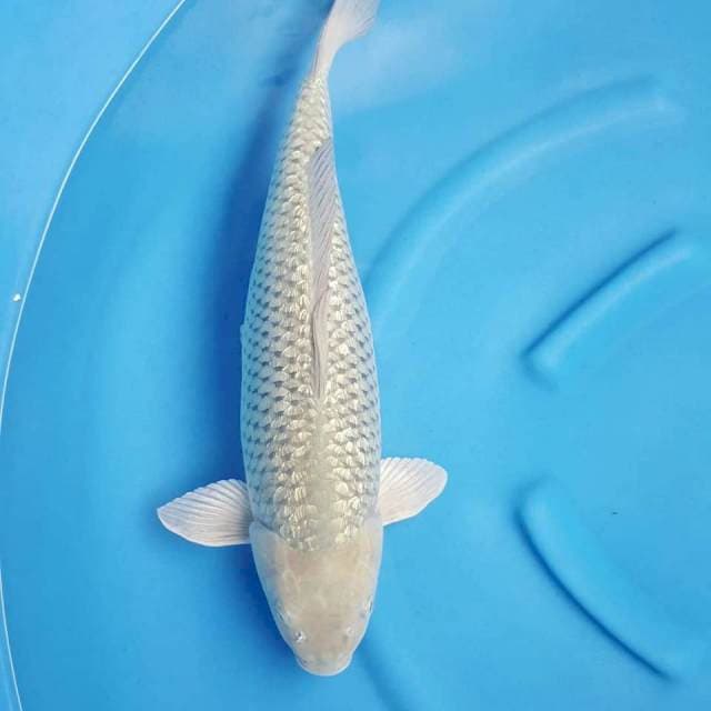 Soragoi Ginrin 54CM
