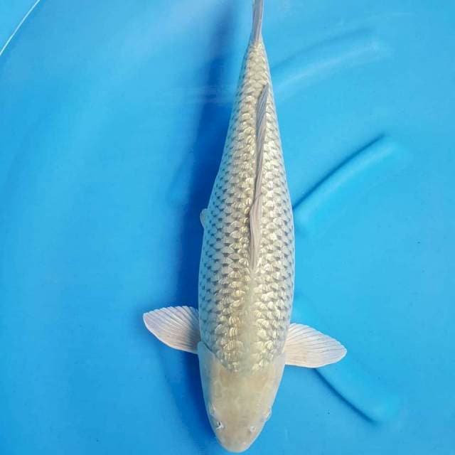 Soragoi Ginrin 54CM