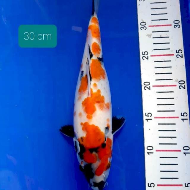 Showa 30 cm