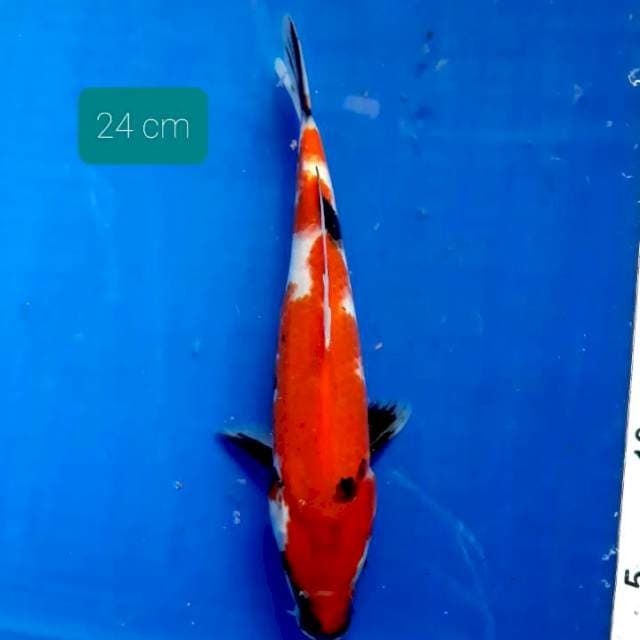 Showa 24 cm