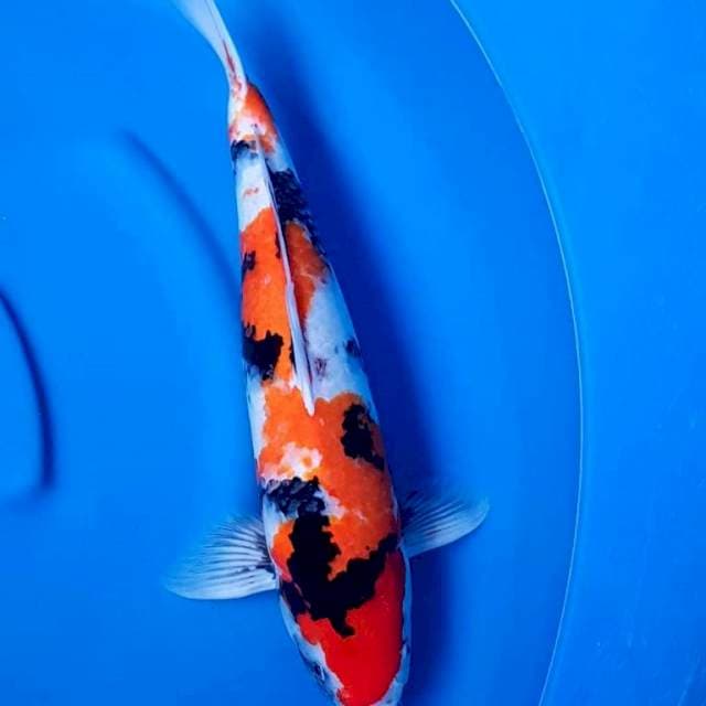 Showa 52CM