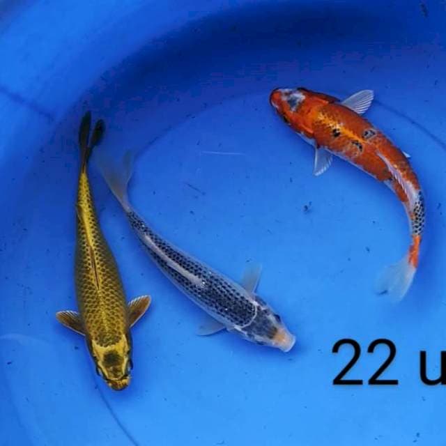 Mix 22 up