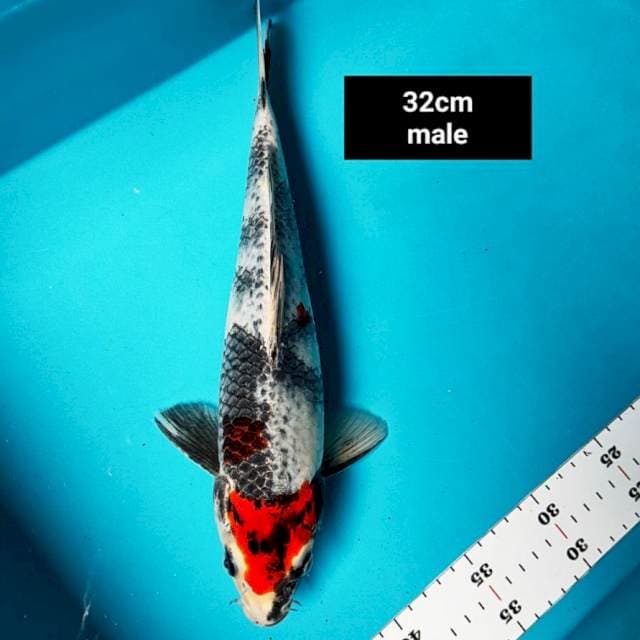 Tancho kage showa 32cm male