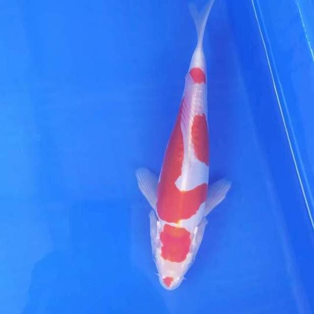 Kohaku doitsu 22 cm