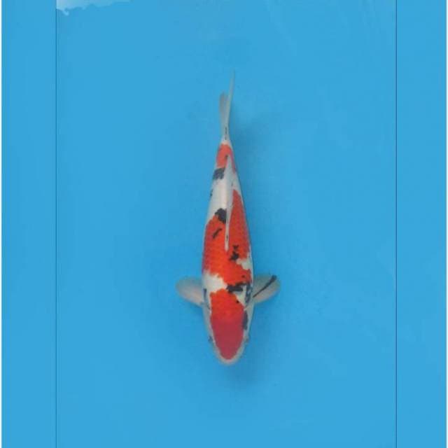 F1 TAISO SANKE ORIGINAL TOSAI
