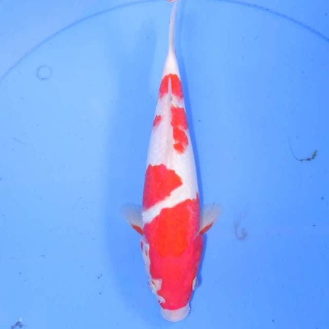 KOHAKU