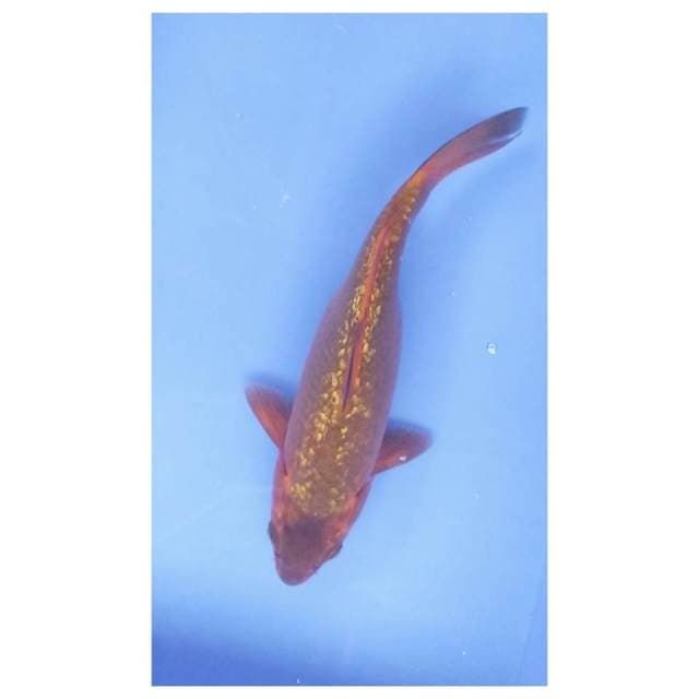 Chagoi tembaga 30 cm