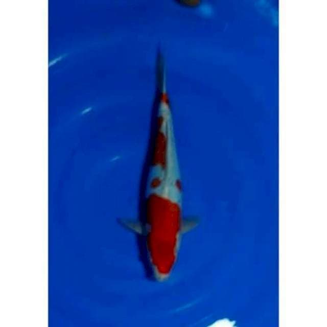 Kohaku Doitsu Merah Strong Original 35cm (M)